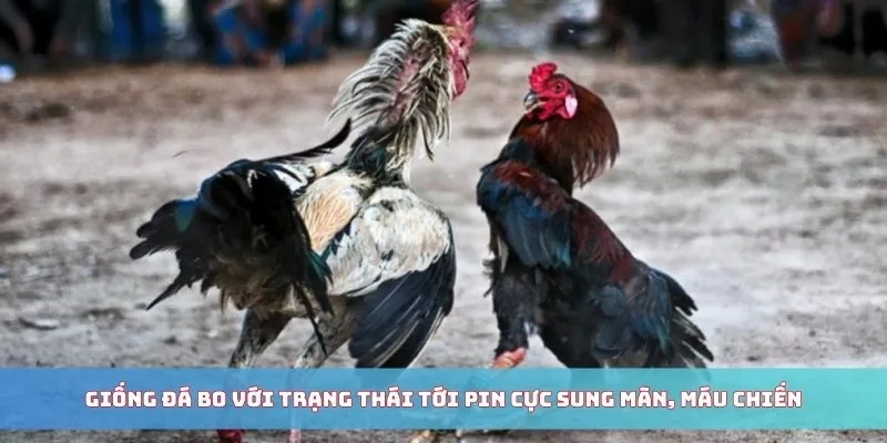 Giống đá bo với trạng thái tới pin cực sung mãn, máu chiến